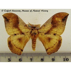 /filer/webapps/moths/media/images/S/smithii_Campimoptilum_A_OUMNH_01.jpg