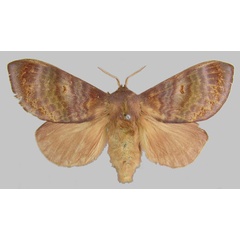 /filer/webapps/moths/media/images/M/marwitzi_Mallocampa_PLT_MfN.jpg