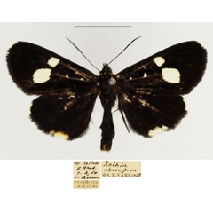 /filer/webapps/moths/media/images/R/rhaeo_Rothia_AM_TMSA.jpg
