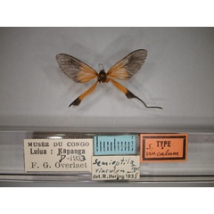 /filer/webapps/moths/media/images/V/vinculum_Semioptila_HT_RMCA_01.jpg