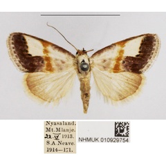 /filer/webapps/moths/media/images/A/albigrisea_Negeta_AM_NHMUK.jpg