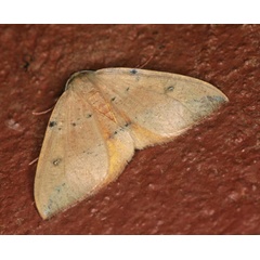 /filer/webapps/moths/media/images/O/ocellata_Omizodes_A_Roland_01.jpg