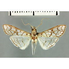 /filer/webapps/moths/media/images/J/jeannelalis_Polygrammodes_HT_MNHN.jpg