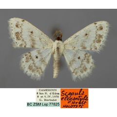 /filer/webapps/moths/media/images/E/elegantula_Scopula_HT_ZSM_01.jpg