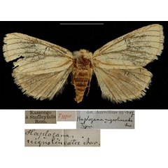 /filer/webapps/moths/media/images/N/nigrolineata_Haplozana_ST_RBINSa.jpg