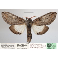 /filer/webapps/moths/media/images/D/dasychirina_Afroplitis_A_MGCLa_01.JPG