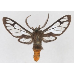 /filer/webapps/moths/media/images/C/clypeatus_Pseudodiptera_HT_RBINS_01.jpg