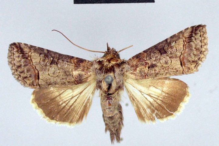 /filer/webapps/moths/media/images/T/triopis_Abrostola_A_ZMHB.jpg