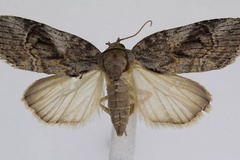 Selepa docilis