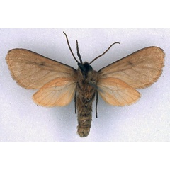 /filer/webapps/moths/media/images/N/neaera_Metarctia_LT_BMNH_02.jpg