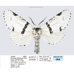 /filer/webapps/moths/media/images/M/marshalli_Cerurina_AF_ANHRT.jpg