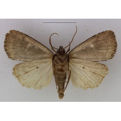 /filer/webapps/moths/media/images/P/pallidicosta_Busseola_AM_Butler_02b.jpg