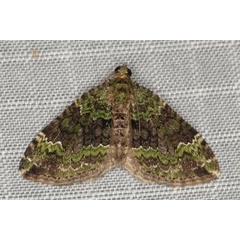/filer/webapps/moths/media/images/P/poseata_Xanthorhoe_A_Heyns_05.JPG