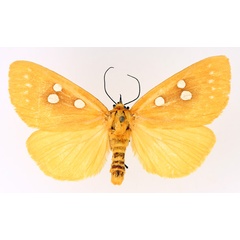 /filer/webapps/moths/media/images/A/aurantiaca_Rhanidophora_AF_TMSA_02.jpg