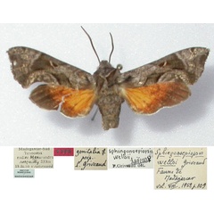 /filer/webapps/moths/media/images/W/wellsi_Sphingonaepiopsis_HT_MNHN.jpg