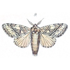 /filer/webapps/moths/media/images/N/nugatrix_Desmeocraera_HT_Felder_1874_94-9.jpg