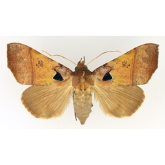 /filer/webapps/moths/media/images/T/trispila_Serrodes_AF_TMSA_02.jpg