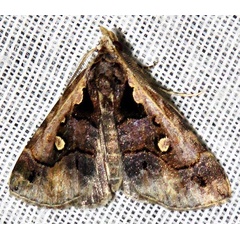 /filer/webapps/moths/media/images/V/vausema_Arsina_A_Braun_07.jpg