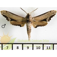 /filer/webapps/moths/media/images/S/stigma_Hippotion_AM_SMCR_01.jpg