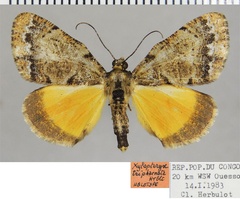 /filer/webapps/moths/media/images/T/triphaenata_Xylopteryx_HT_ZSMa.jpg