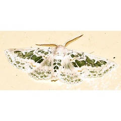 /filer/webapps/moths/media/images/T/tarachodes_Chionopora_A_Braun_04.jpg