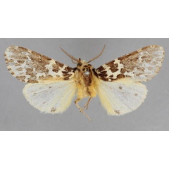 /filer/webapps/moths/media/images/Y/yemenensis_Spilosoma_HT_BMNH.jpg