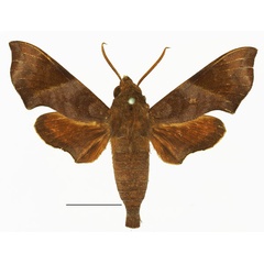 /filer/webapps/moths/media/images/M/marginata_Temnora_AM_01a.jpg