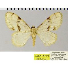 /filer/webapps/moths/media/images/I/infantilis_Scopula_PTF_ZSMa.jpg