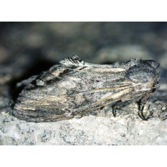 /filer/webapps/moths/media/images/P/postica_Atrasana_A_Roland_01.jpg