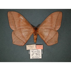 /filer/webapps/moths/media/images/O/orientalis_Imbrasia_HT_RMCA_02.jpg