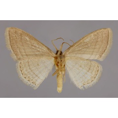 /filer/webapps/moths/media/images/O/opicata_Scopula_A_ZSM_02.jpg