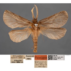 /filer/webapps/moths/media/images/A/alticola_Gorgopis_PTM_MfNa.jpg