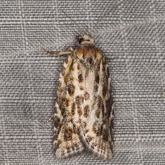 /filer/webapps/moths/media/images/B/bidzilyai_Clepsis_A_Heynsa.jpg