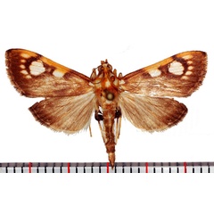 /filer/webapps/moths/media/images/C/contraria_Chalcidoptera_AM_Poltavsky.jpg