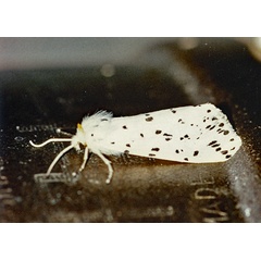 /filer/webapps/moths/media/images/S/sublutea_Eyralpenus_A_Roland_01.jpg