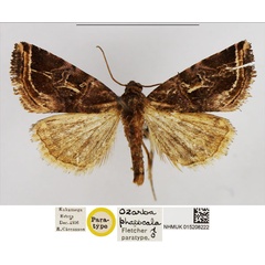 /filer/webapps/moths/media/images/P/phaeocala_Ozarba_PTM_NHMUK.jpg