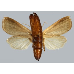 /filer/webapps/moths/media/images/P/pennipuncta_Sesamia_HT_MNHNb.jpg