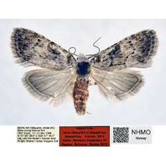 /filer/webapps/moths/media/images/A/abyssinica_Nola_PT_NHMO_01.jpg