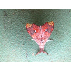 /filer/webapps/moths/media/images/E/erythrina_Lomadonta_A_Stanton.jpg