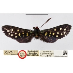 /filer/webapps/moths/media/images/G/guttulosa_Arniocera_AT_NHMUK.jpg