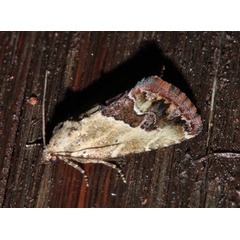 /filer/webapps/moths/media/images/C/caffristis_Maliattha_A_Roland_01.jpg