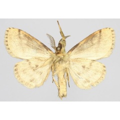 /filer/webapps/moths/media/images/M/mantasoa_Rivotra_AM_Golovizinb.jpg