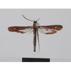 /filer/webapps/moths/media/images/A/alenicum_Synanthedon_A_ZMHB.jpg