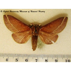 /filer/webapps/moths/media/images/B/butiti_Streblote_A_OUMNH_03.jpg