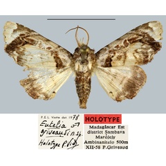 /filer/webapps/moths/media/images/G/griveaudi_Eutelia_HT_MNHN.jpg