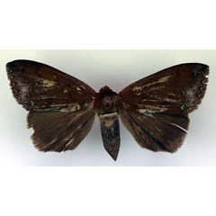 /filer/webapps/moths/media/images/V/violisparsa_Ophiusa_AF_RMCA.jpg