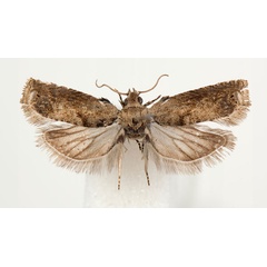 /filer/webapps/moths/media/images/S/stereoma_Coniostola_AM_BMNH.jpg