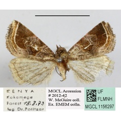 /filer/webapps/moths/media/images/S/subtilimba_Acontiola_A_MGCLa_02.JPG