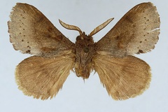 Endacantha moka moka