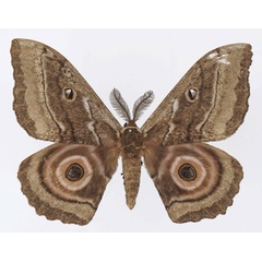 /filer/webapps/moths/media/images/T/terrali_Gynanisa_AM_Basquin_02.jpg